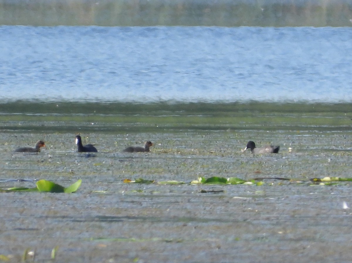 American Coot - ML621849819