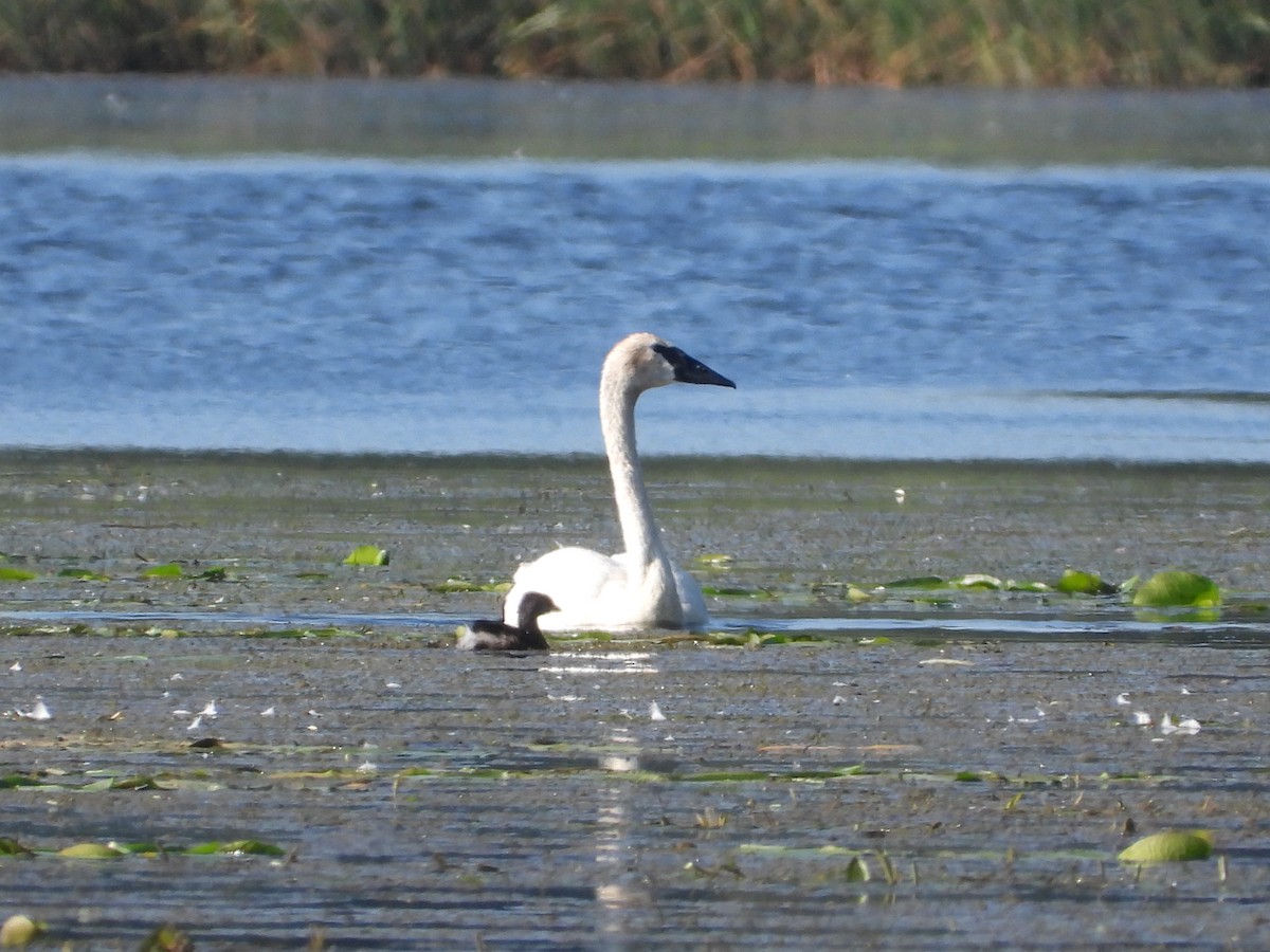 Cisne Trompetero - ML621849825