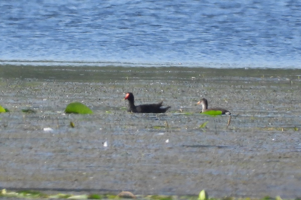 Common Gallinule - ML621849836