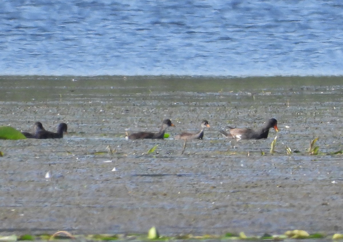 Common Gallinule - Amy Lyyski