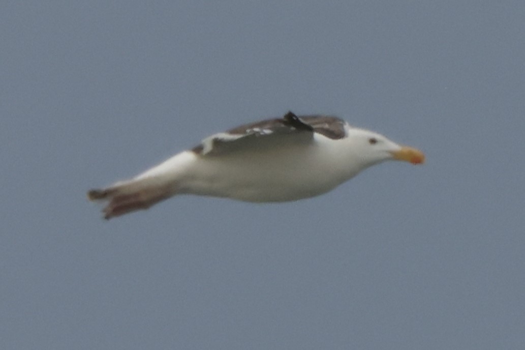 Herring Gull - ML621849876