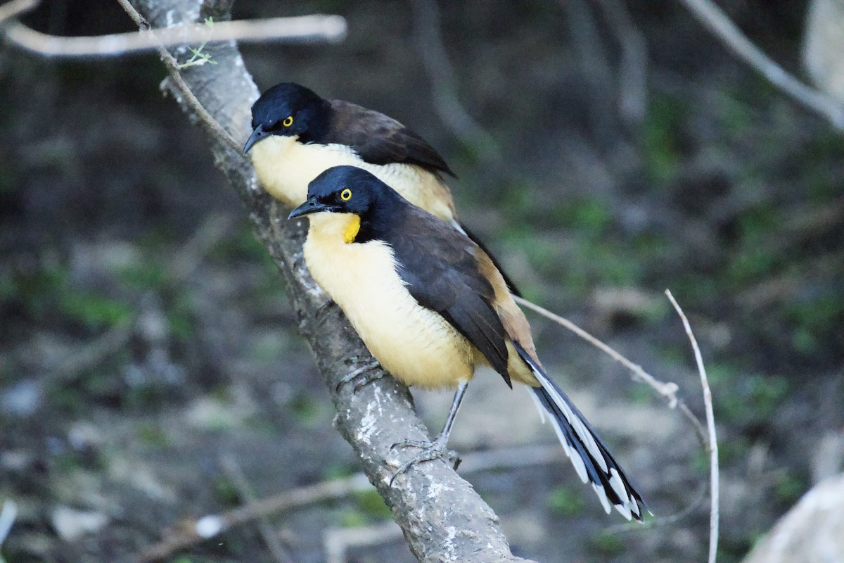 Black-capped Donacobius - ML621849898