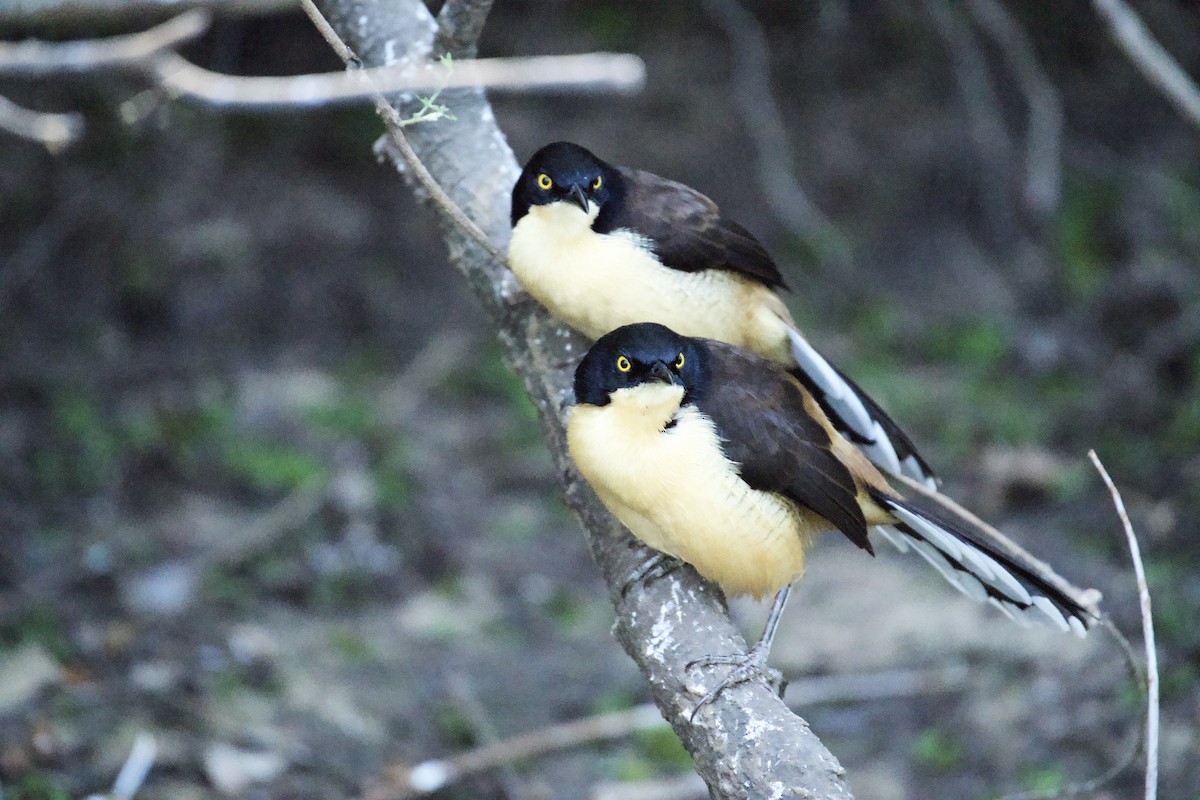 Black-capped Donacobius - ML621849907