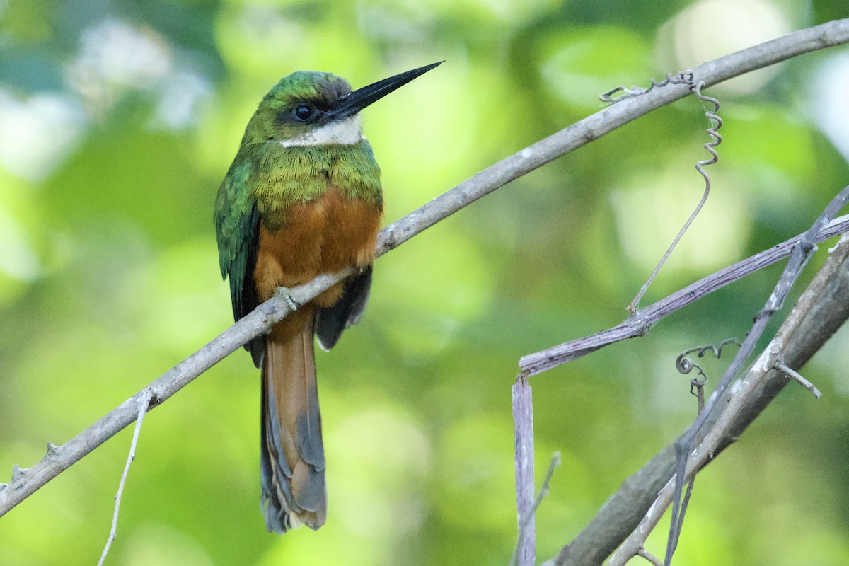 Rufous-tailed Jacamar - ML621849963