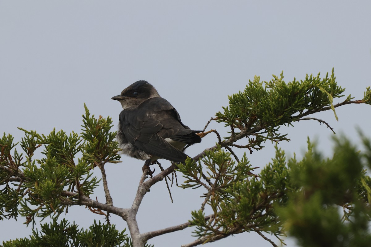 Purple Martin - Joseph Mittura