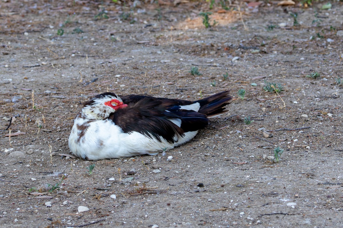 Muscovy Duck (Domestic type) - ML621850011