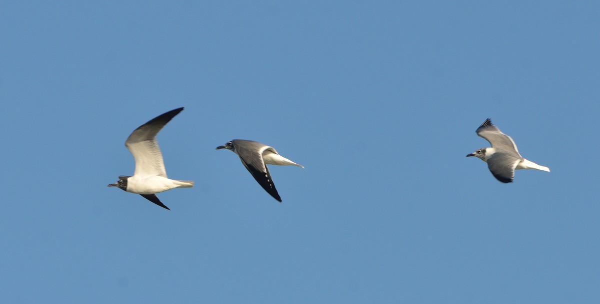 Mouette atricille - ML621850072