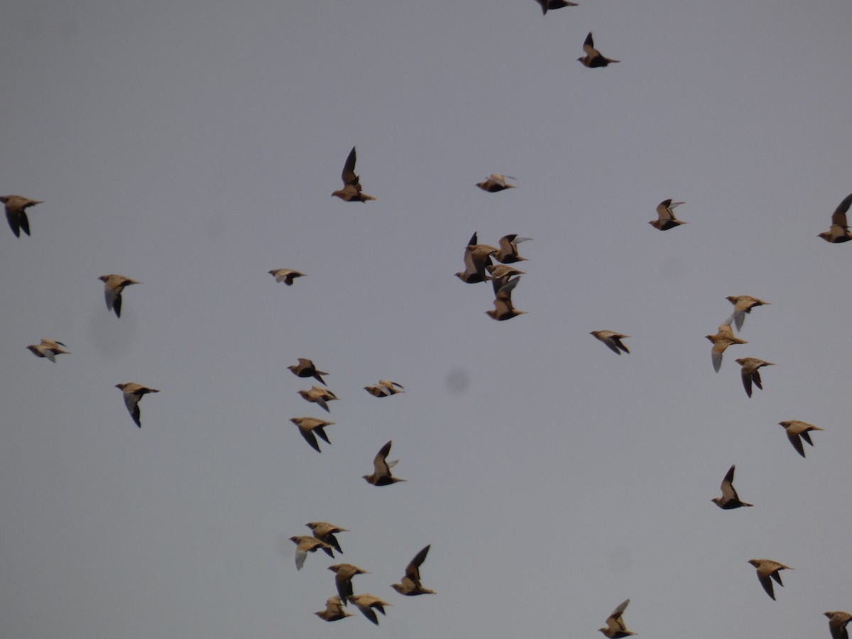 Black-bellied Sandgrouse - ML621850109