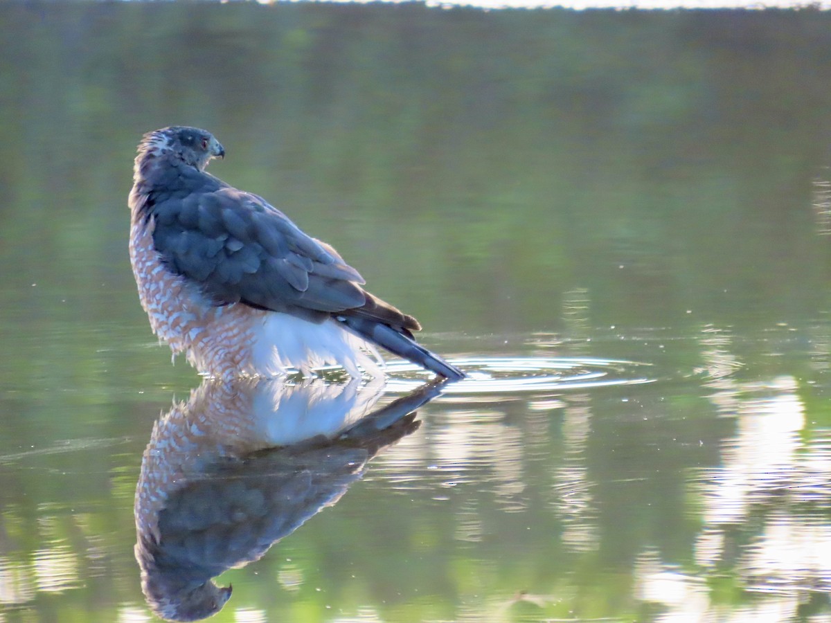 Cooper's Hawk - ML621850173