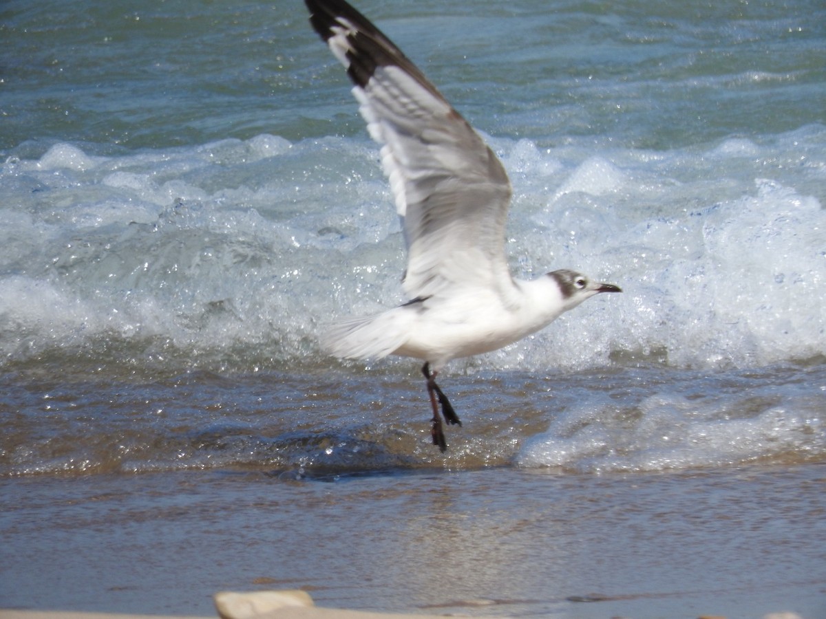 Franklin's Gull - ML621850179