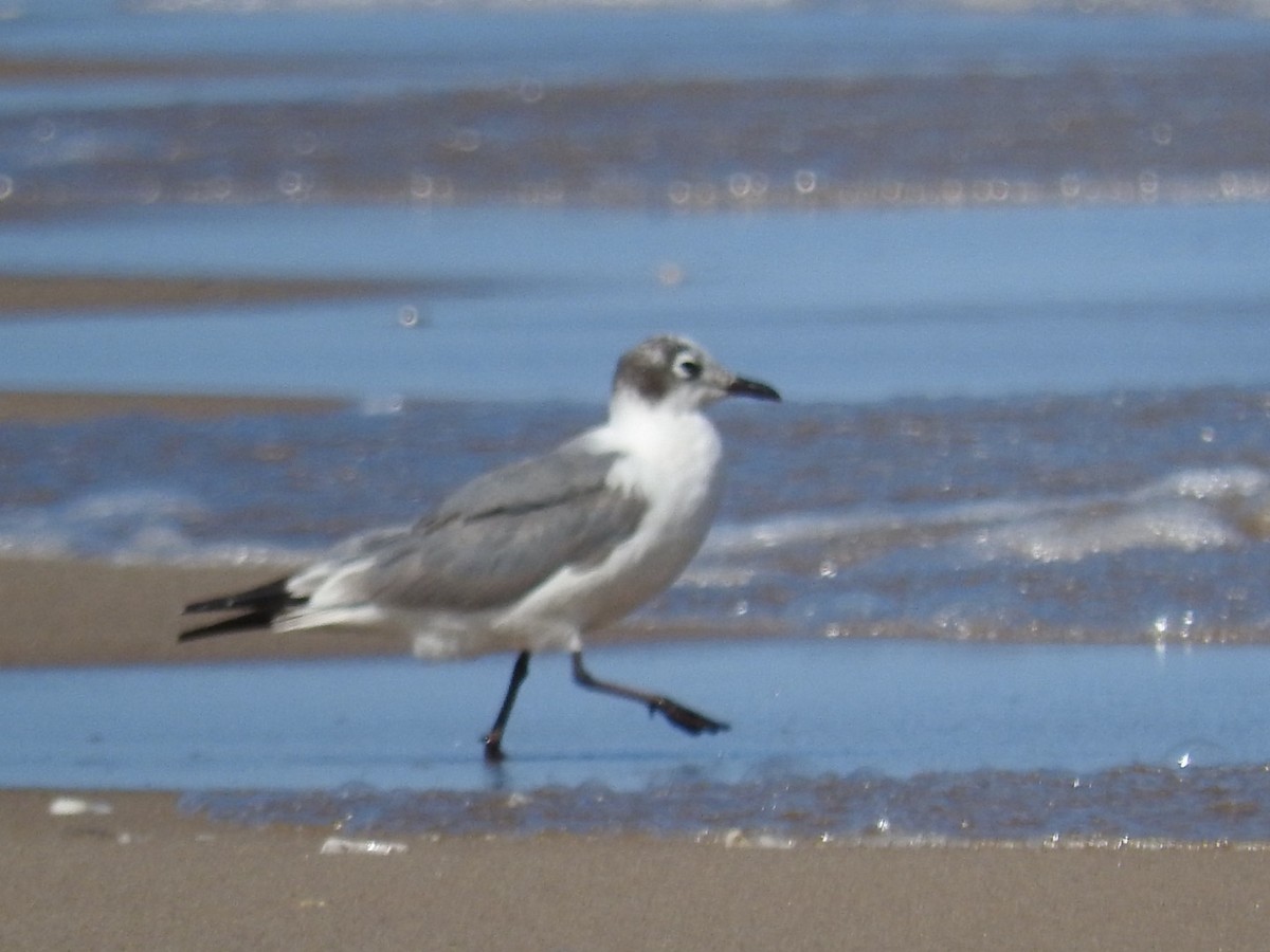 Franklin's Gull - ML621850180