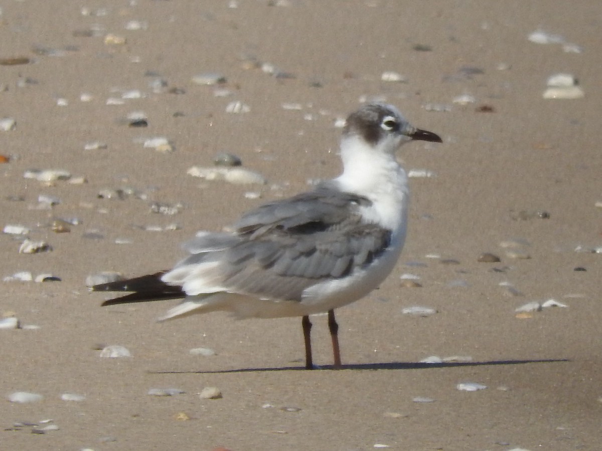 Franklin's Gull - ML621850181