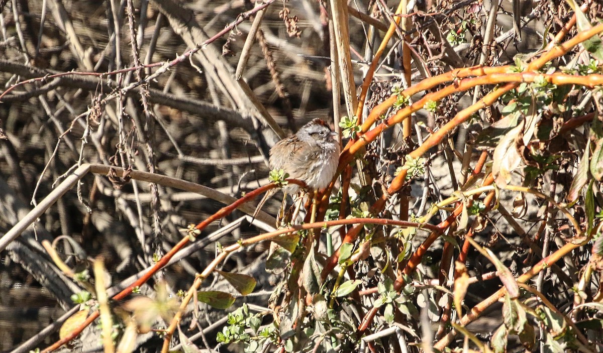 Swamp Sparrow - ML621850205