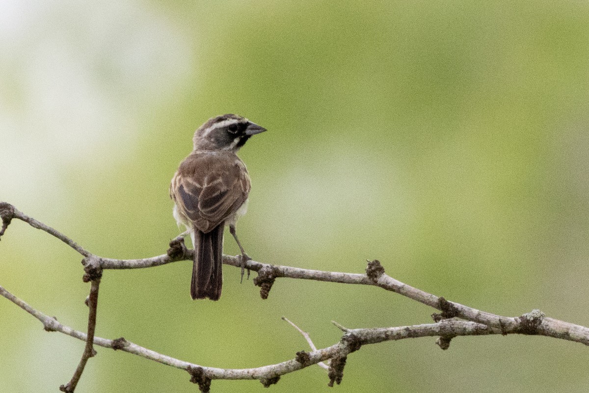 Bruant à gorge noire - ML621850235