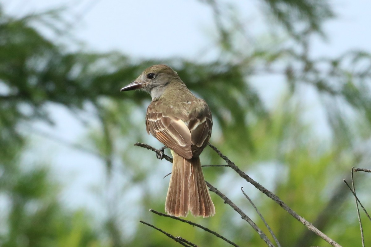 Great Crested Flycatcher - ML621850244