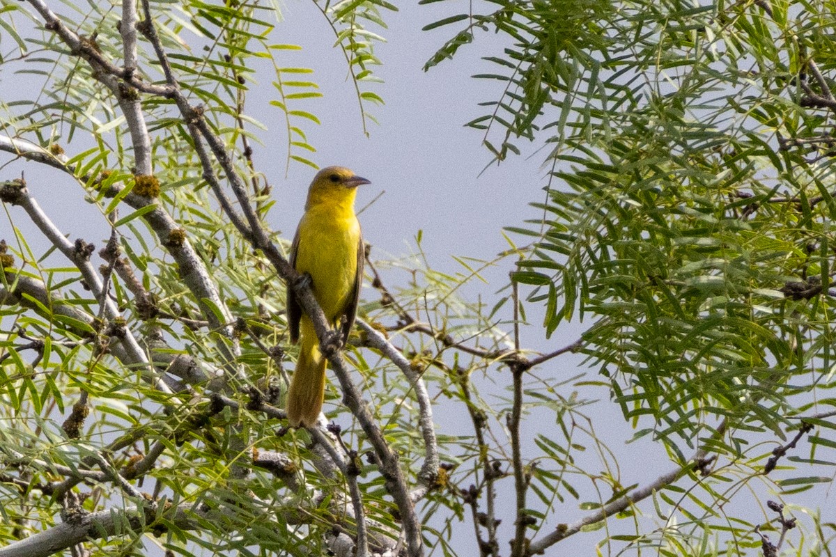 Oriole des vergers - ML621850249