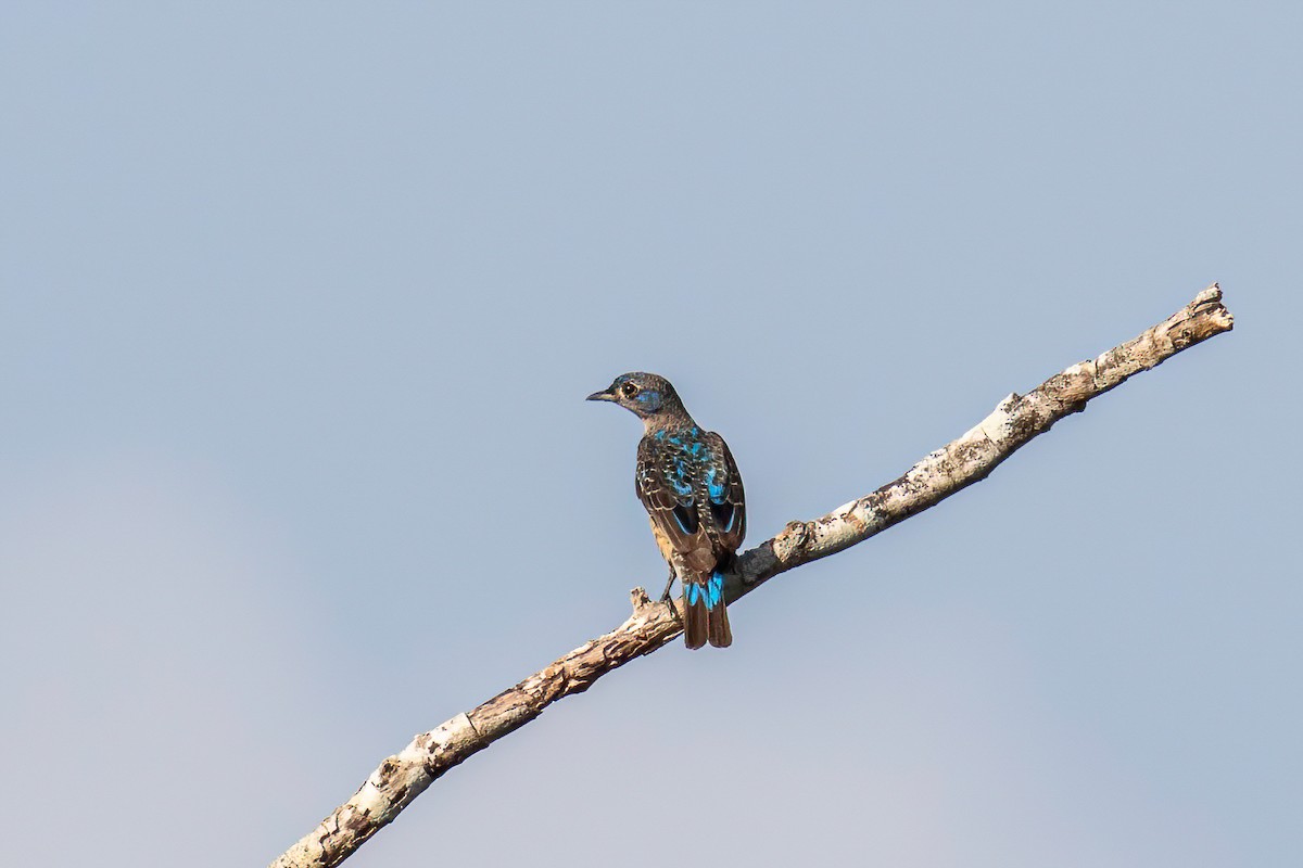 Cotinga Azul - ML621850292