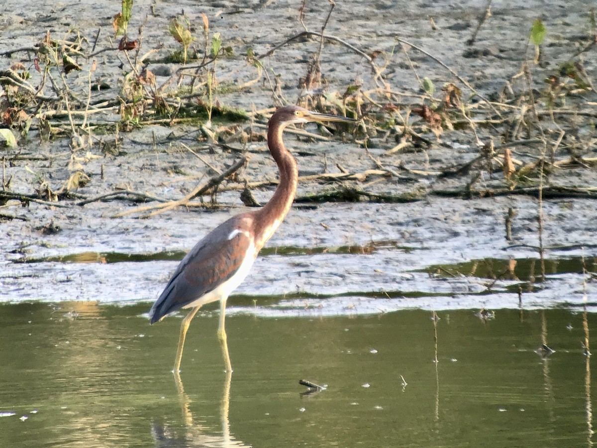 Tricolored Heron - ML621850363