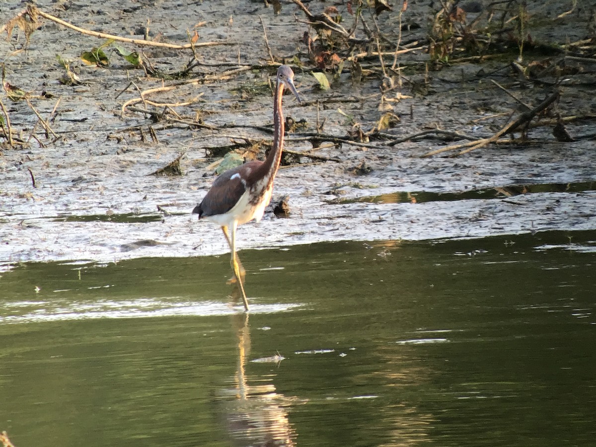 Tricolored Heron - ML621850365