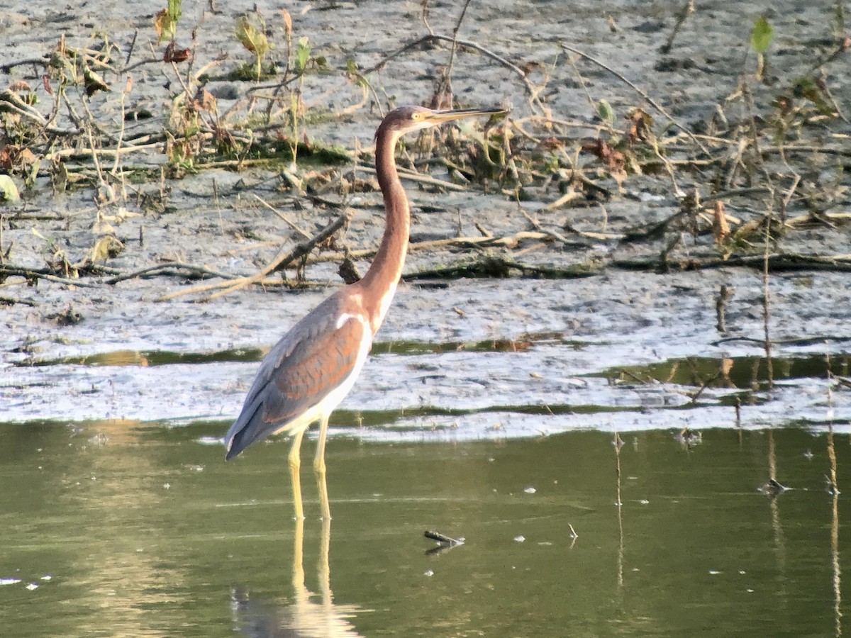 Tricolored Heron - ML621850367