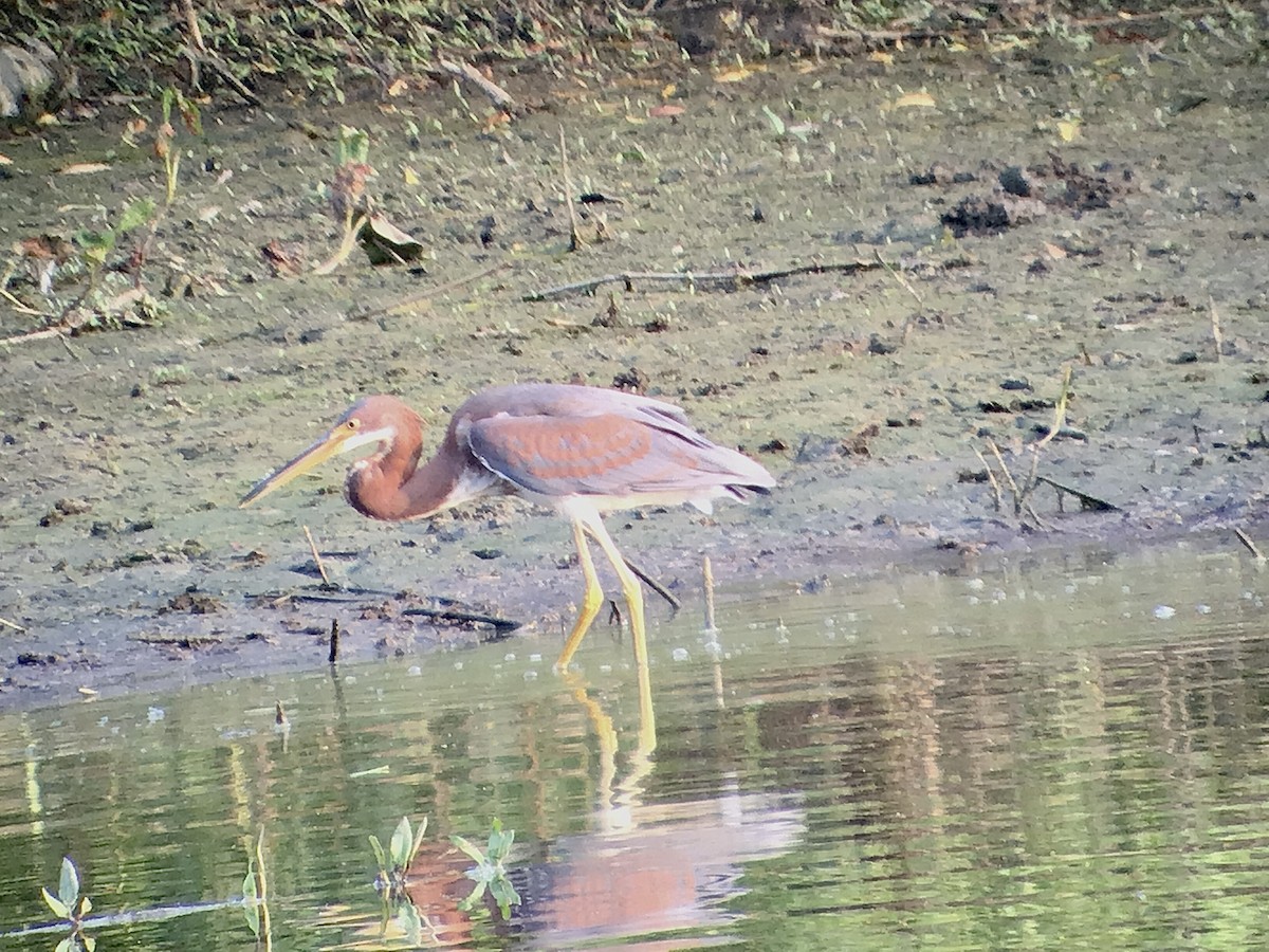 Tricolored Heron - ML621850368