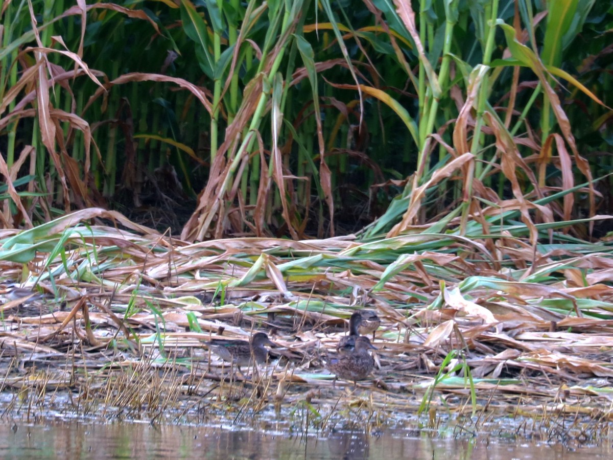 Green-winged Teal - ML621850374