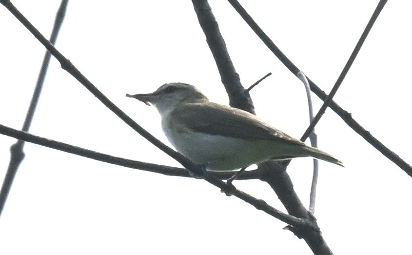 Vireo Ojirrojo - ML621850396