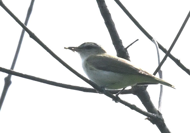 Vireo Ojirrojo - ML621850398