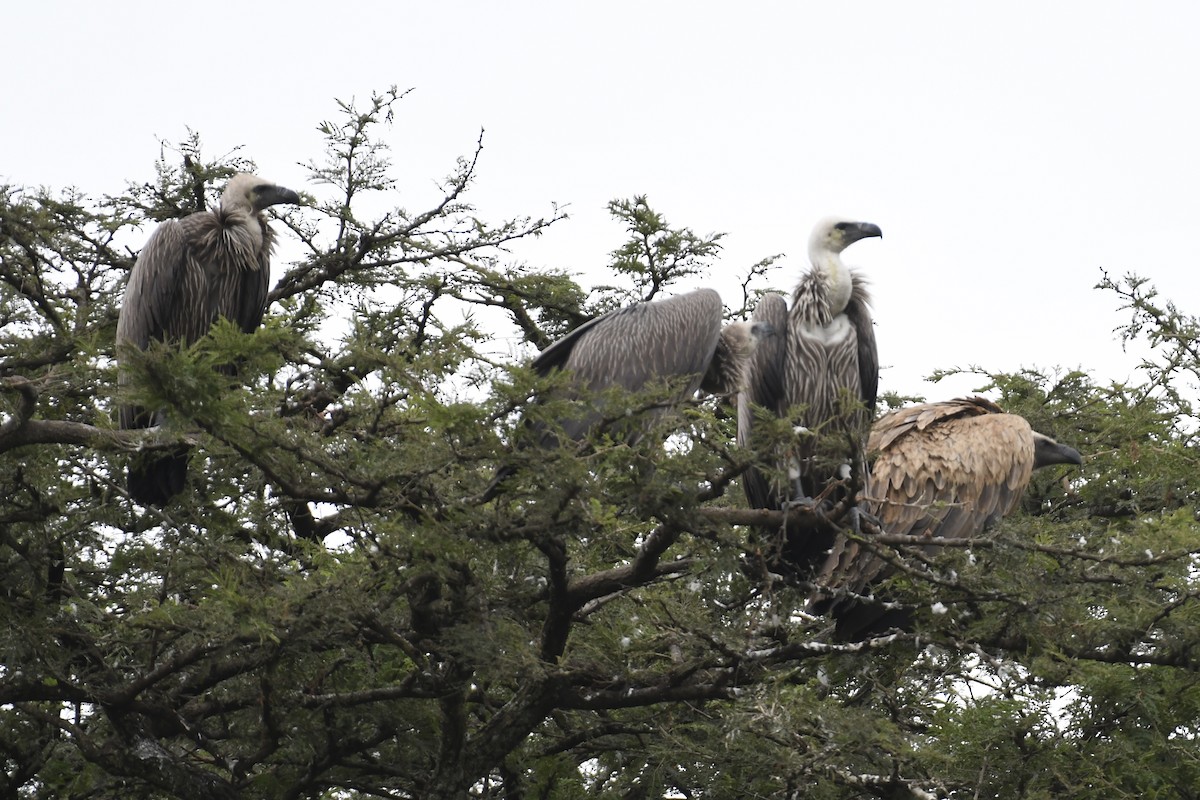 White-backed Vulture - ML621850435