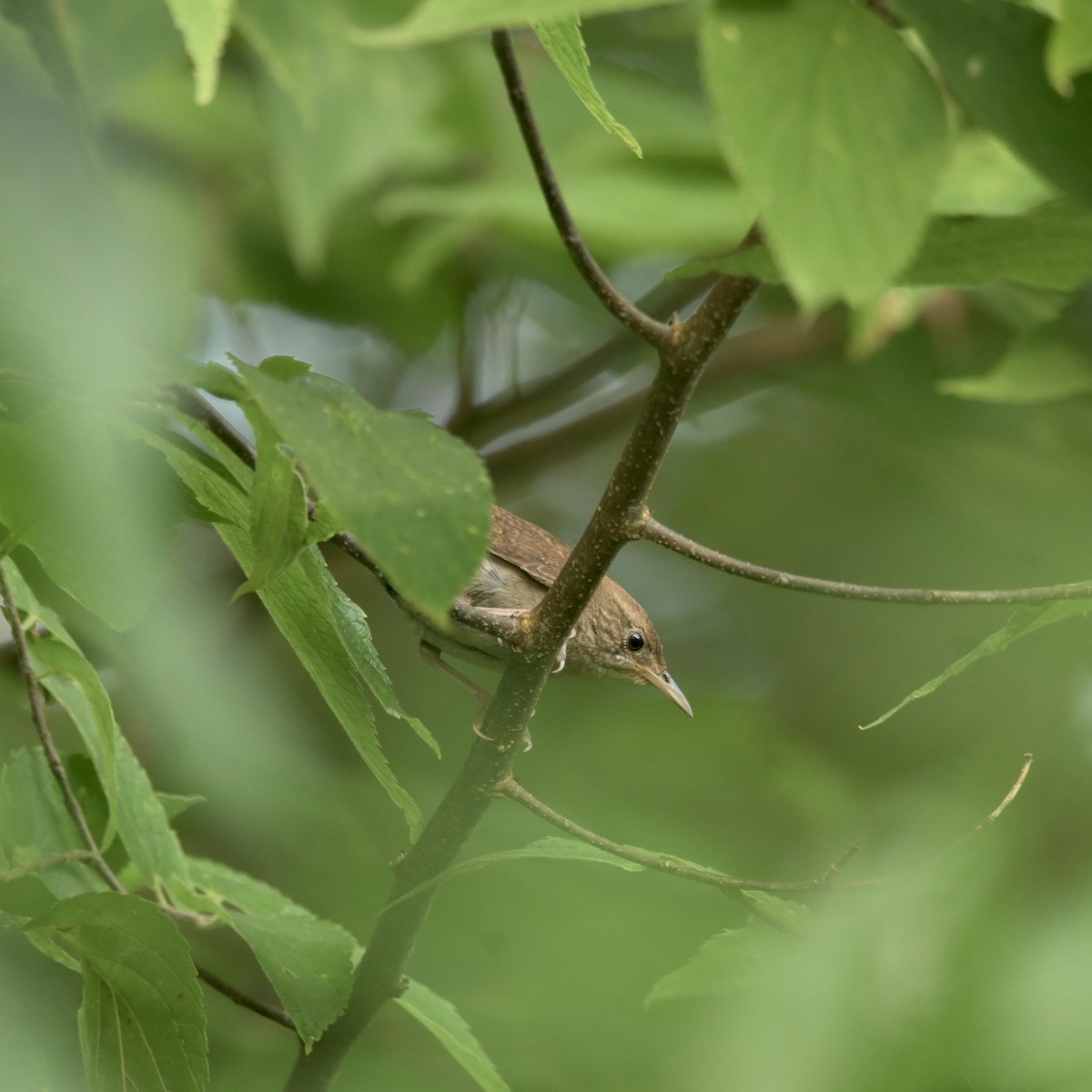 Northern House Wren - ML621850440