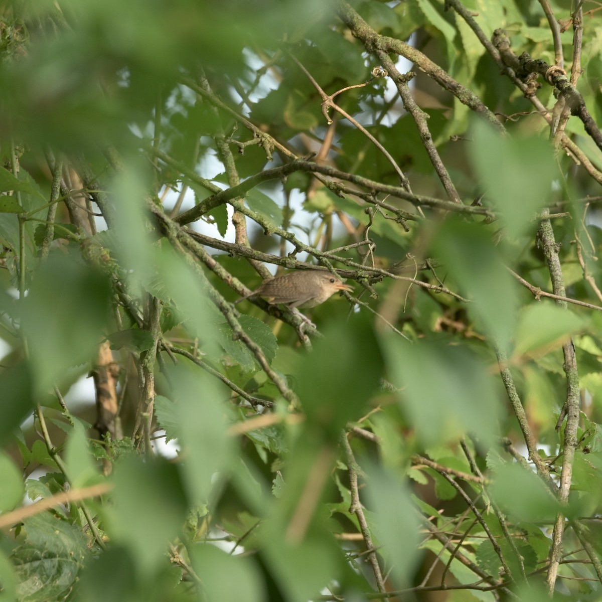 Northern House Wren - ML621850441