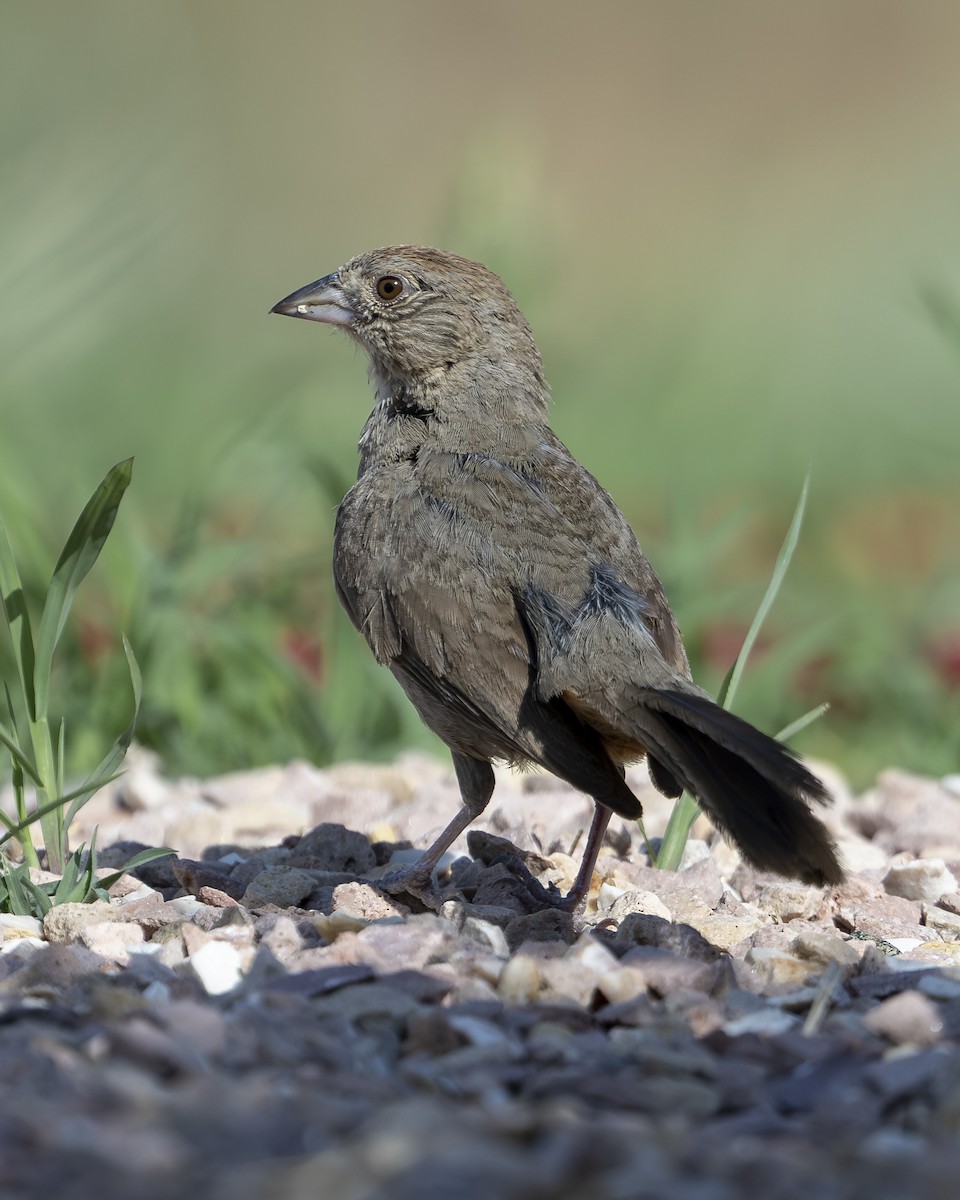 Canyon Towhee - ML621850446