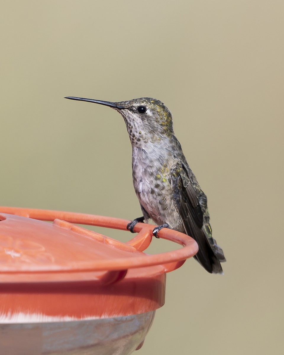 Anna's Hummingbird - Kurt Holz