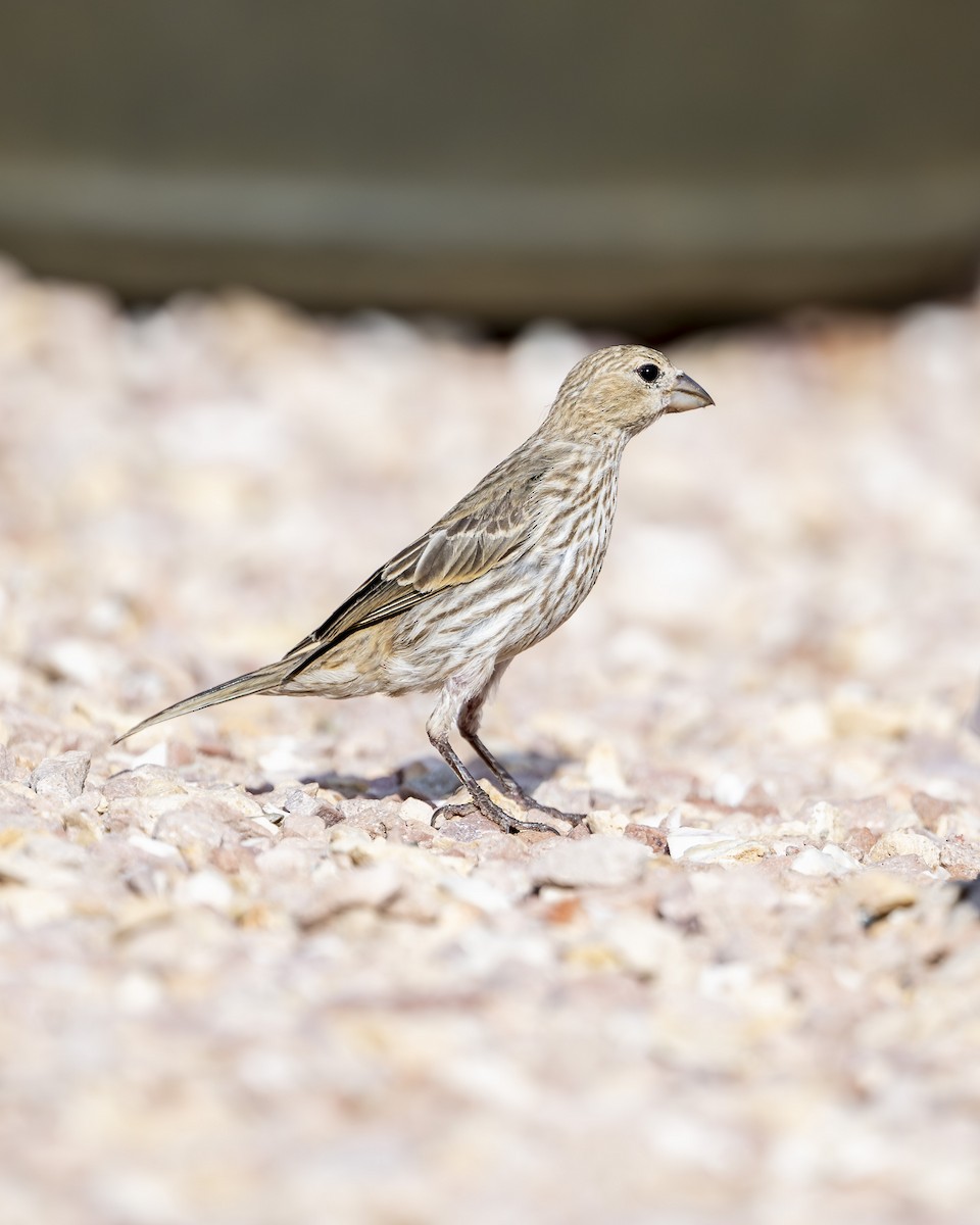 House Finch - ML621850453