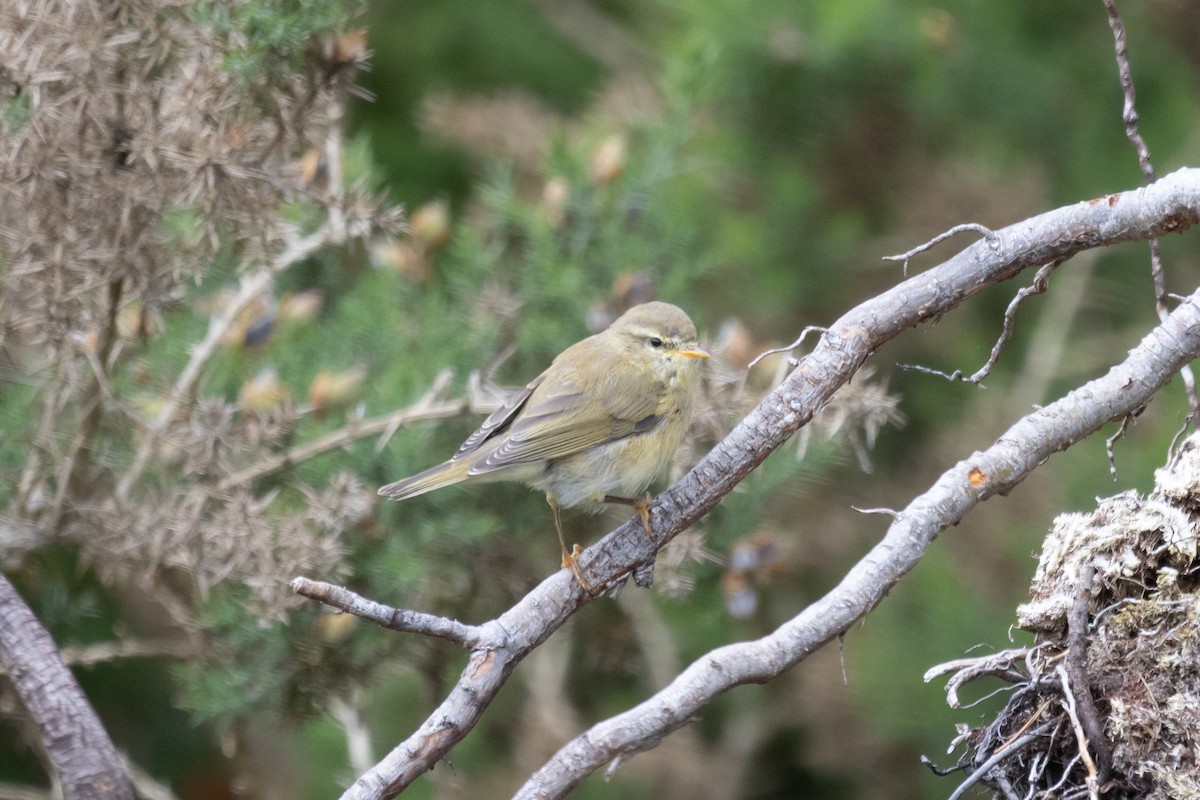 Willow Warbler - Rachel Cameron