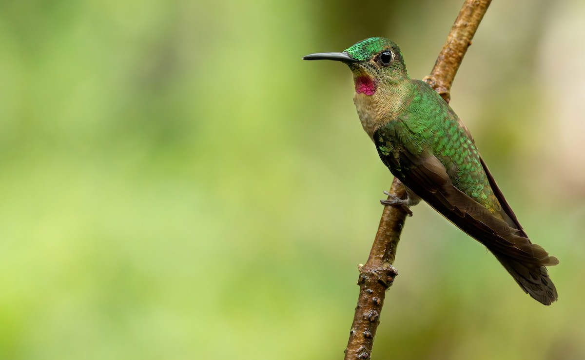 Fawn-breasted Brilliant - ML621850494