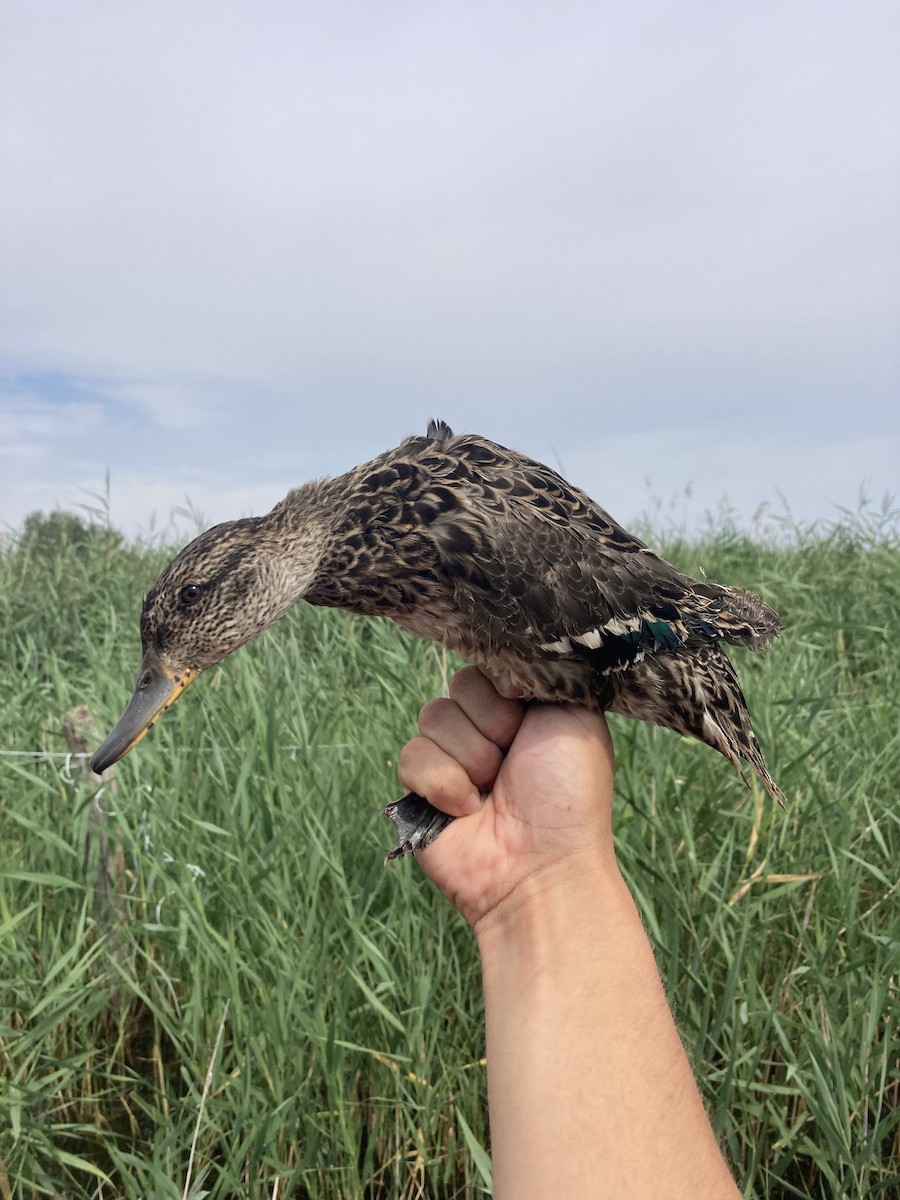 Green-winged Teal - ML621850523