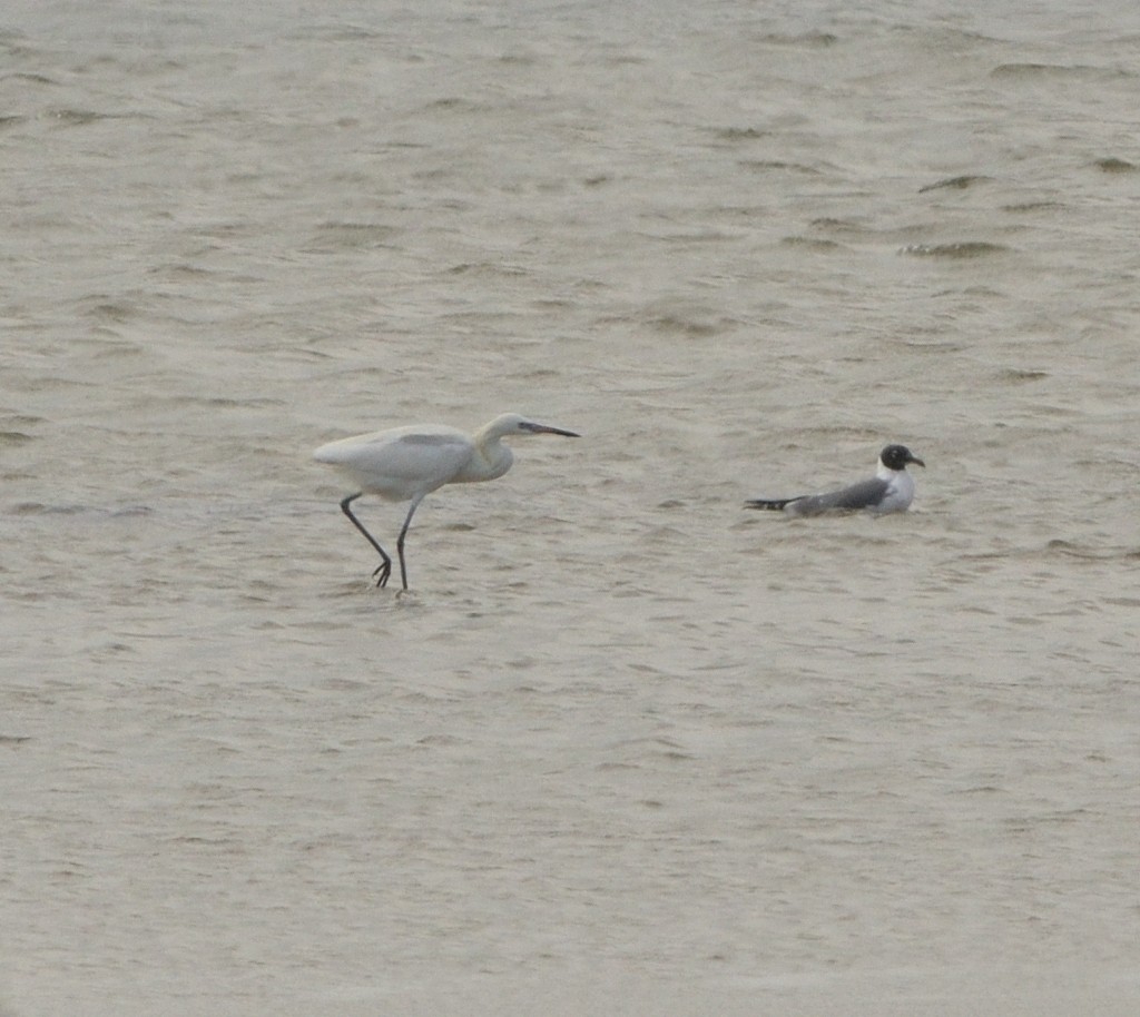 Reddish Egret - ML621850574