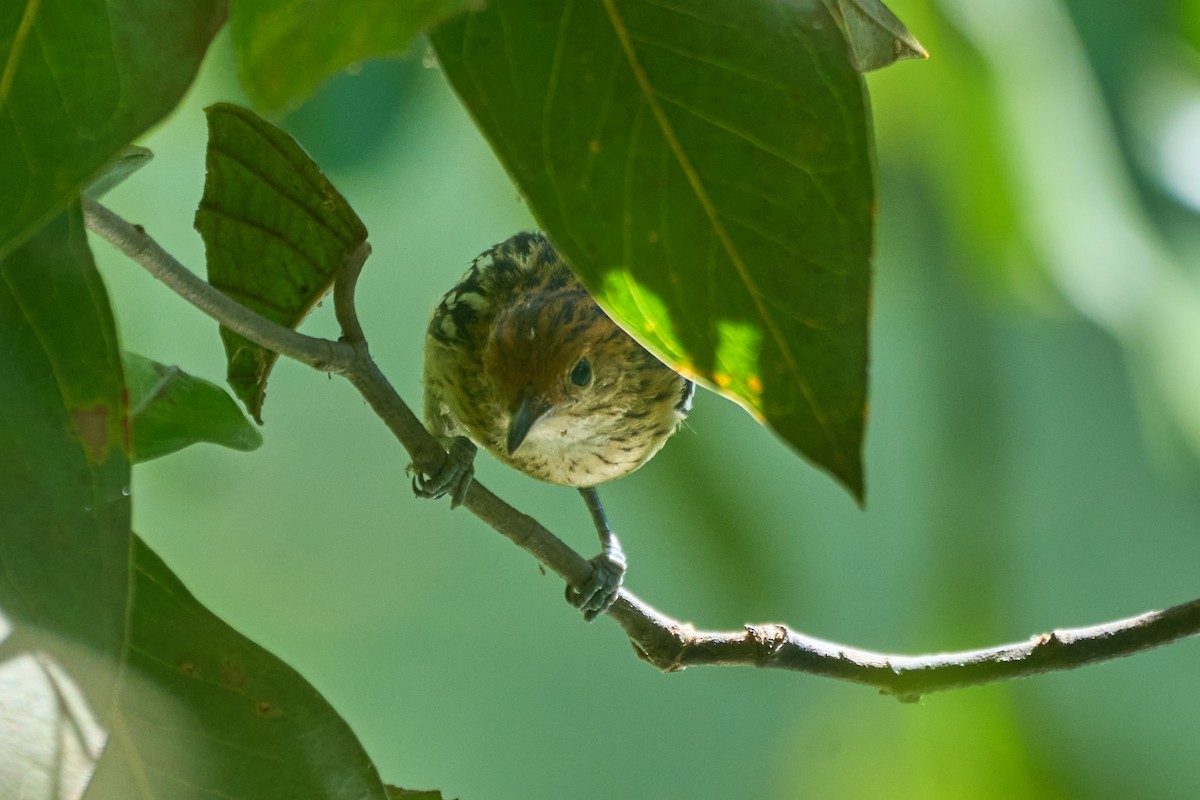 Amazonian Streaked-Antwren - ML621850576