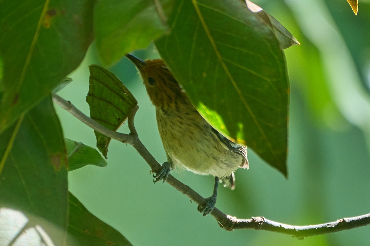 Amazonian Streaked-Antwren - Daniel Alfenas