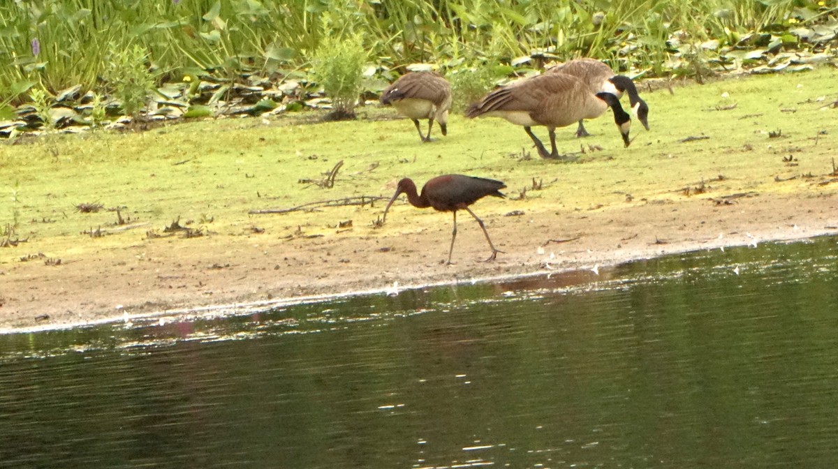 Glossy Ibis - ML621850590