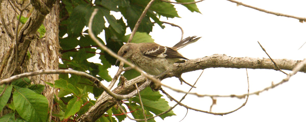 Northern Mockingbird - ML621850600