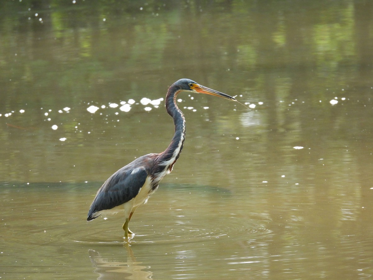 Tricolored Heron - ML621850644