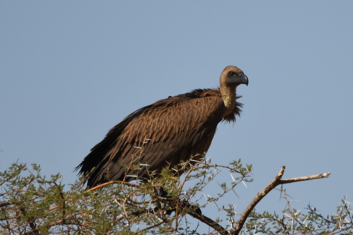 White-backed Vulture - ML621850648