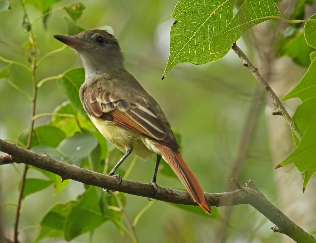 Great Crested Flycatcher - ML621850651