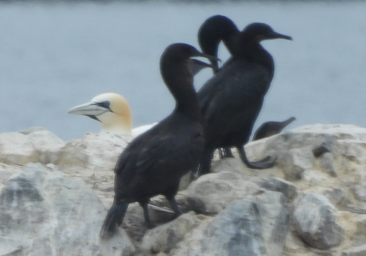 Northern Gannet - ML621850676