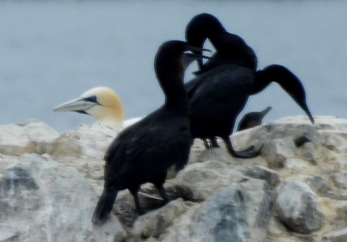 Northern Gannet - ML621850677