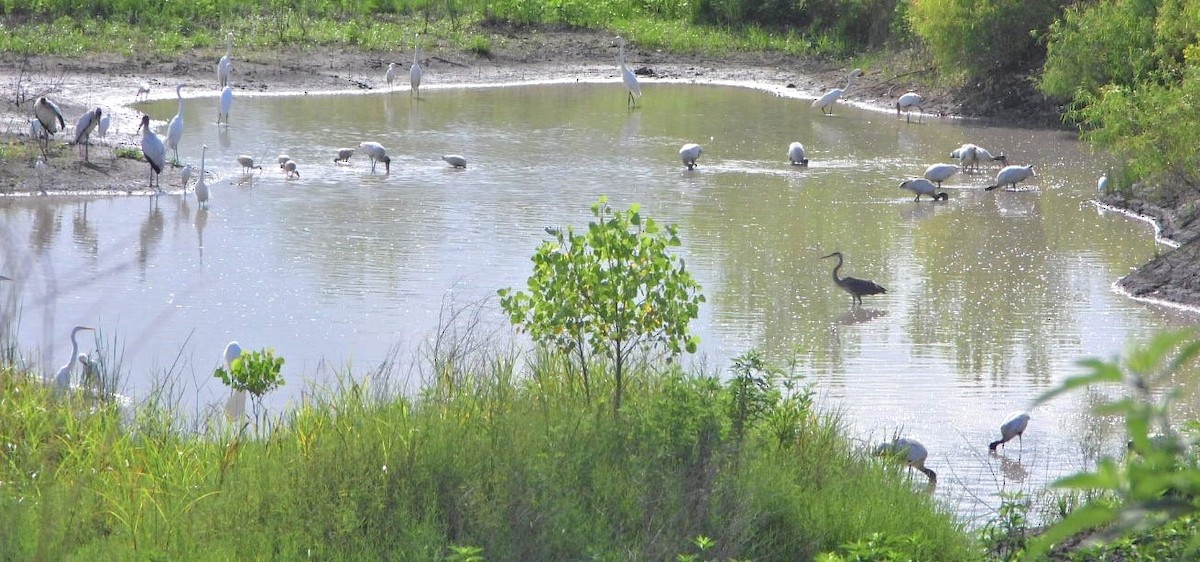 Wood Stork - ML621850742