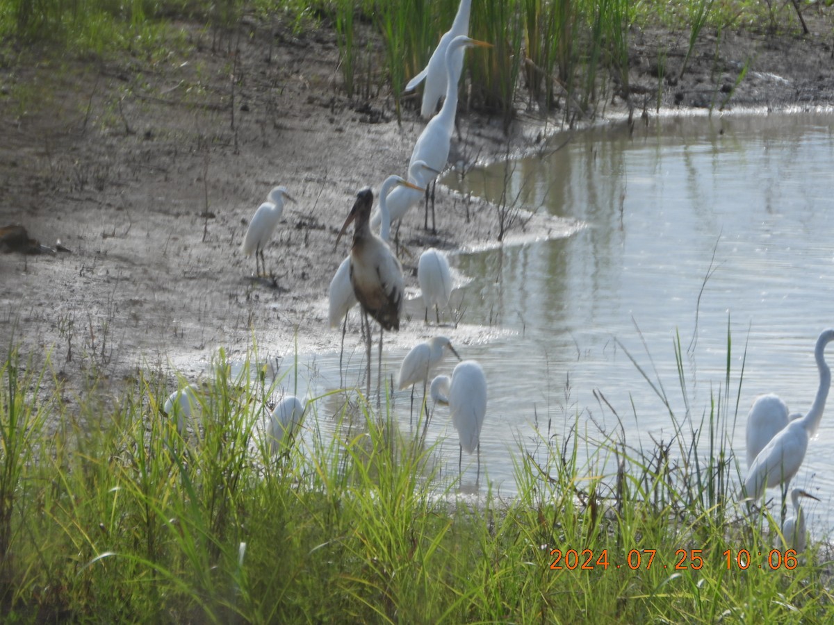 Wood Stork - ML621850760