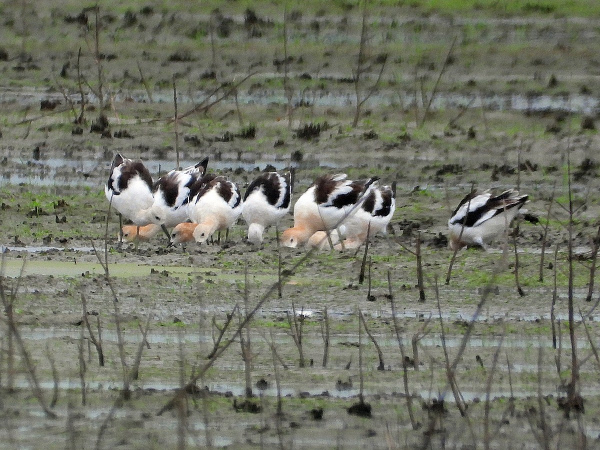 American Avocet - ML621850795